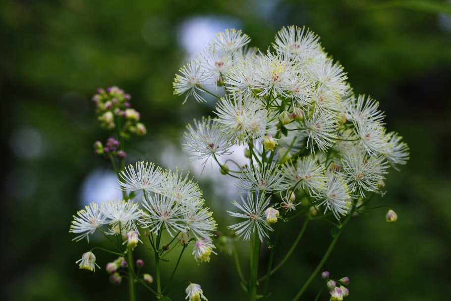 Лавровишня Лузитанская 'angustifolia'