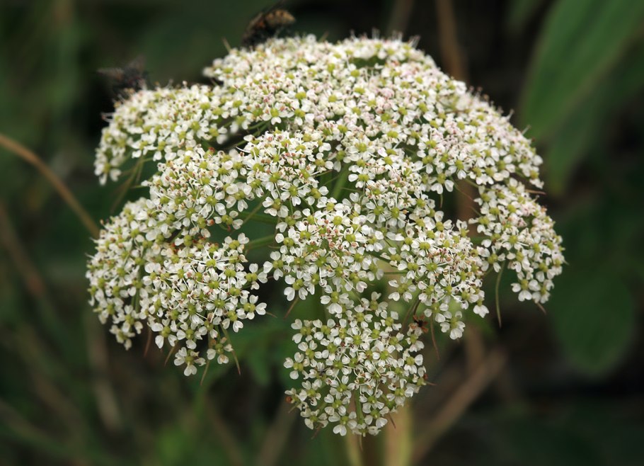 Падуб Парагвайский