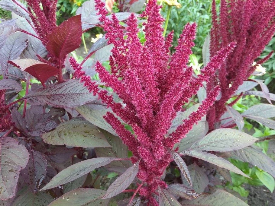 Амарантус cухоцвет