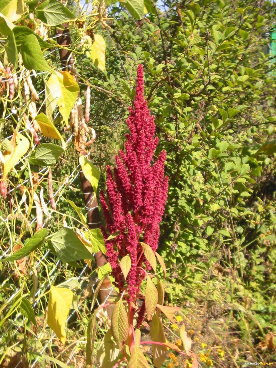 Амарант белосеменной