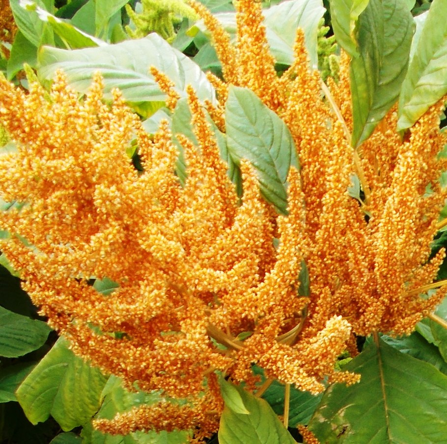 Амарантус cухоцвет