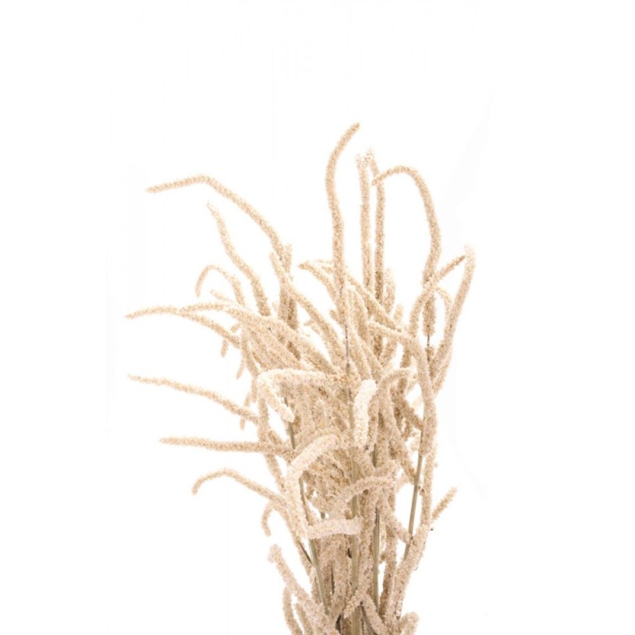 Амарант белый сухоцвет