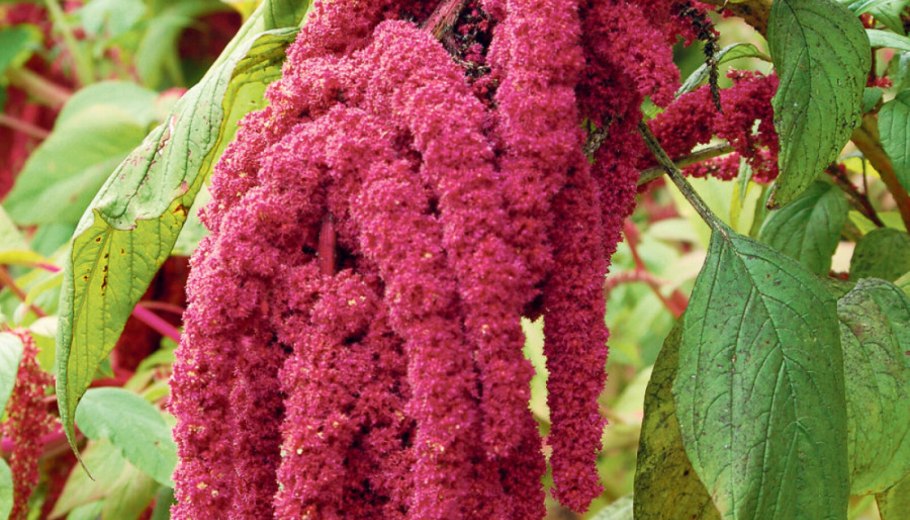Амарант хвостатый (amaranthus caudatus)
