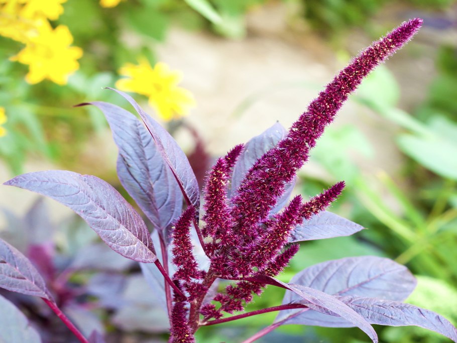Amaranthus cruentus амарант