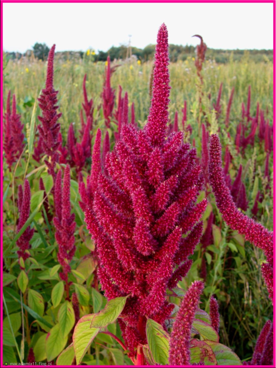 Амарант щирица огородный