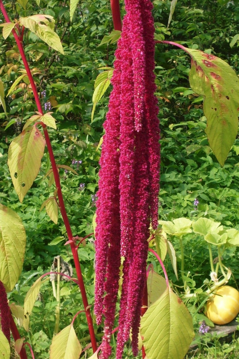 Красный амарант