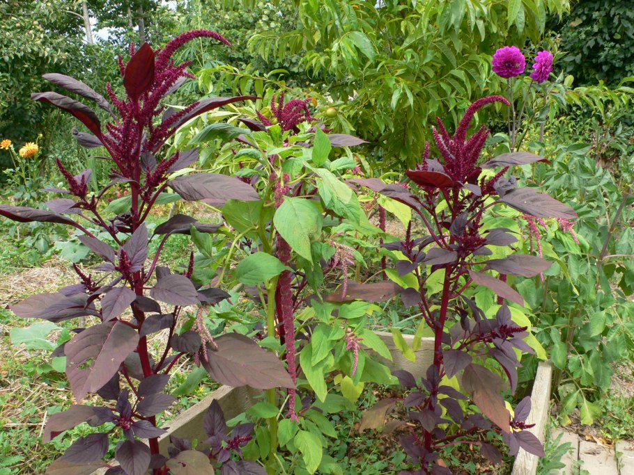 Амарант метельчатый багряный