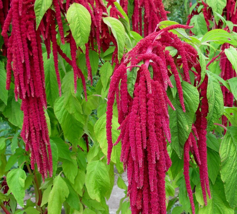 Амарант хвостатый красный