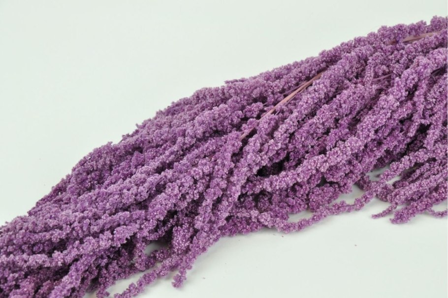 Амарант фиолетовый