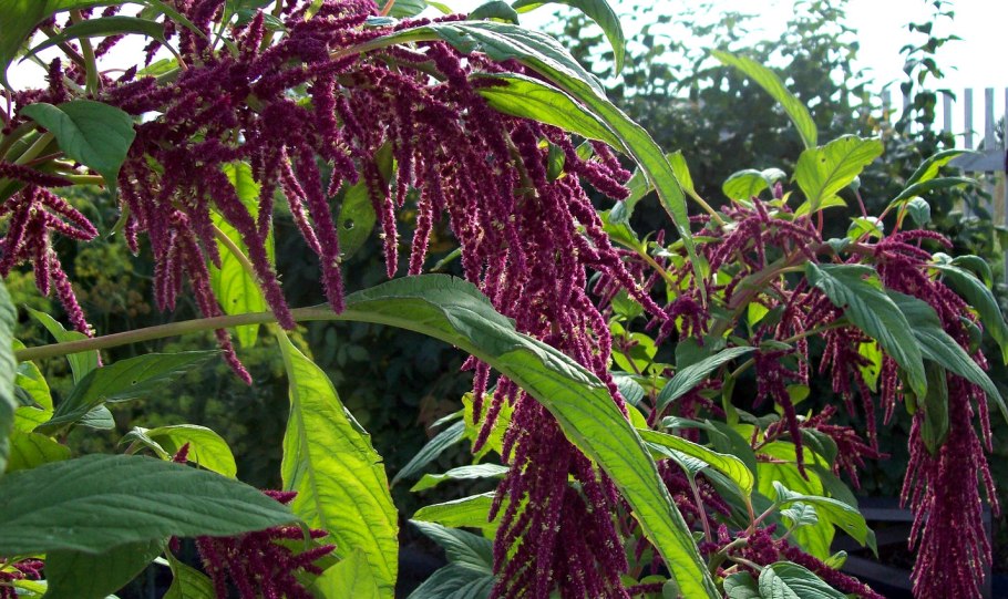 Амарант Amaranthus White Leaf