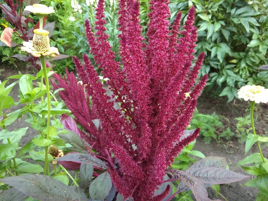 Амарант щирица белый