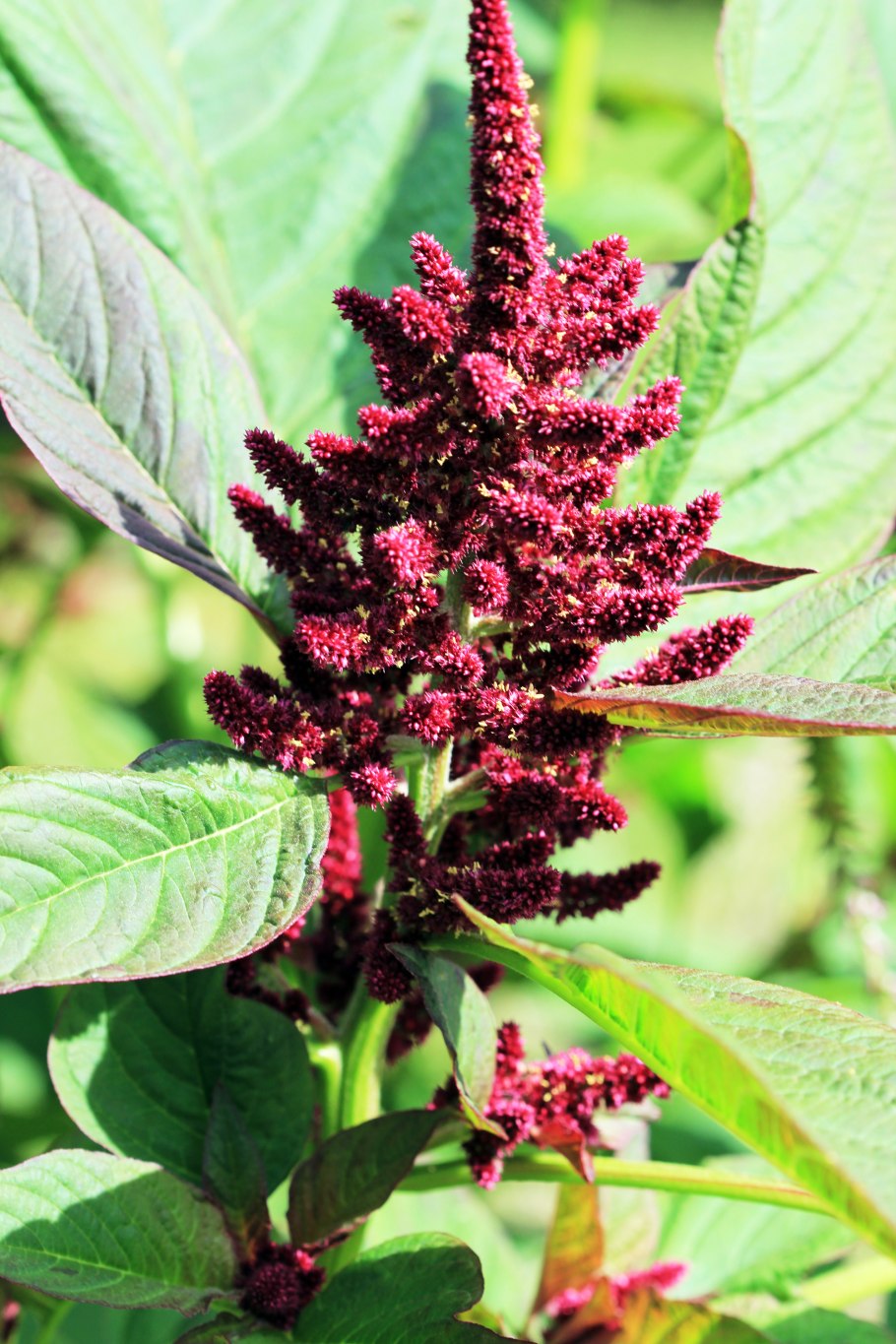 Amaranthus hypochondriacus