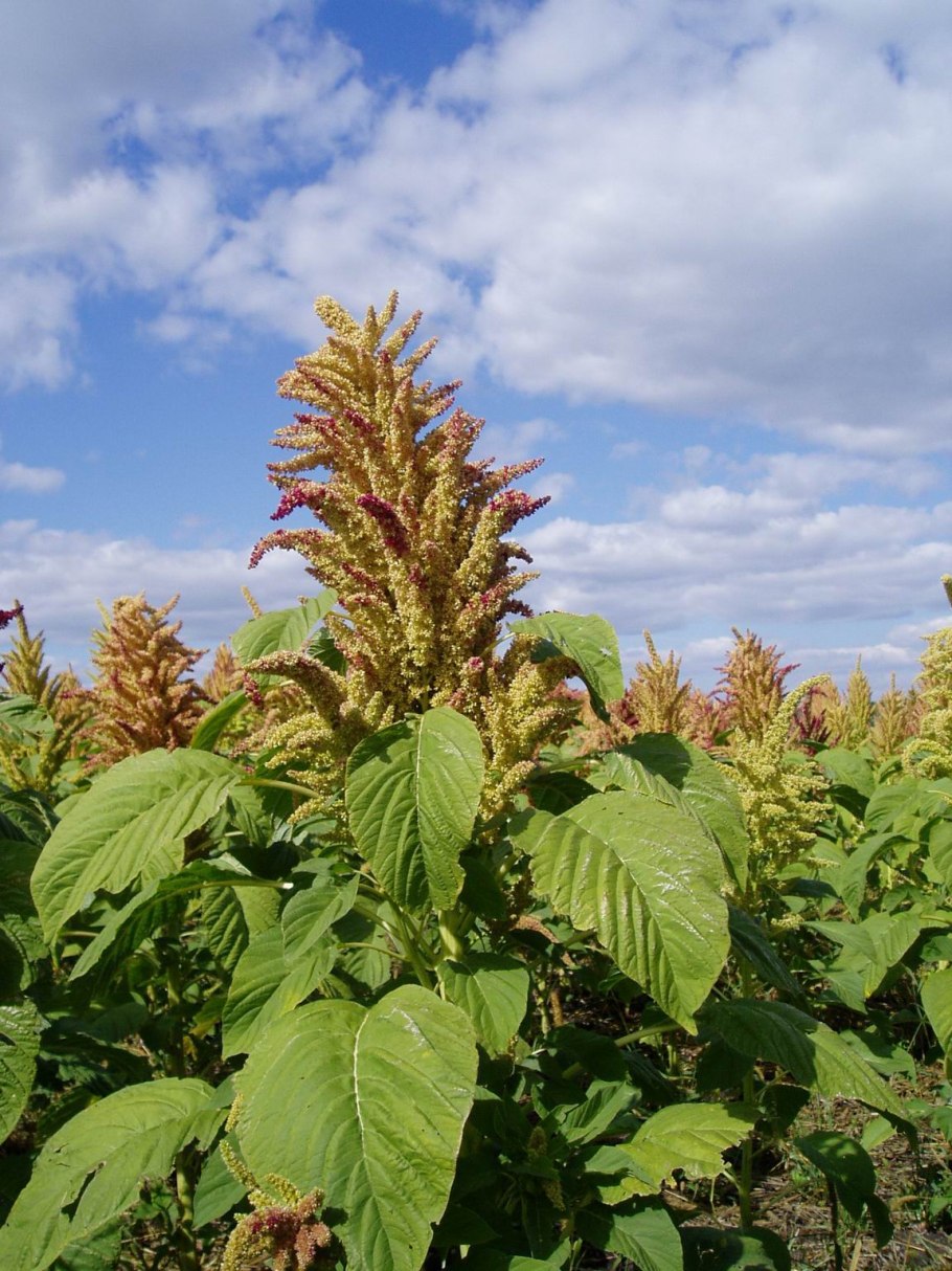 Амарант Рябиновые бусы