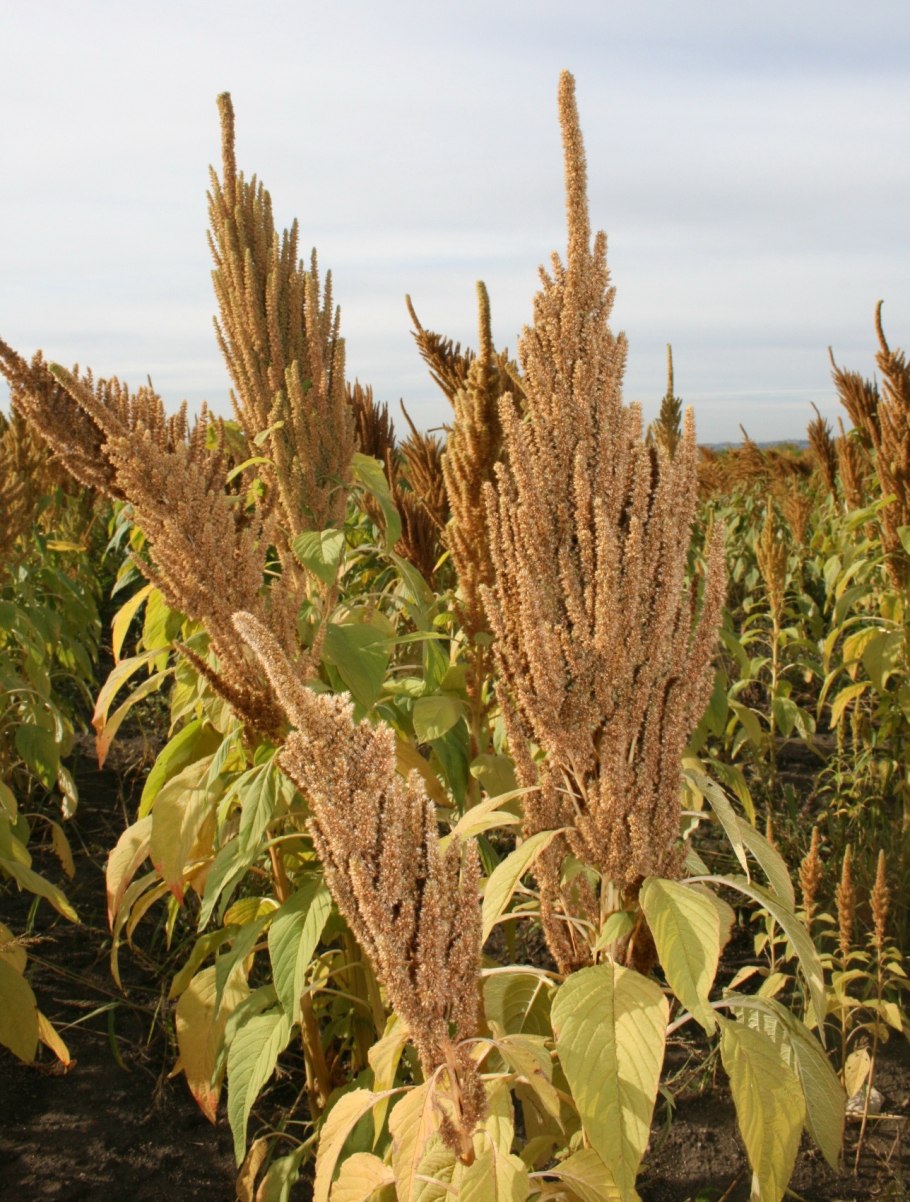 Амарант сорт харьковский