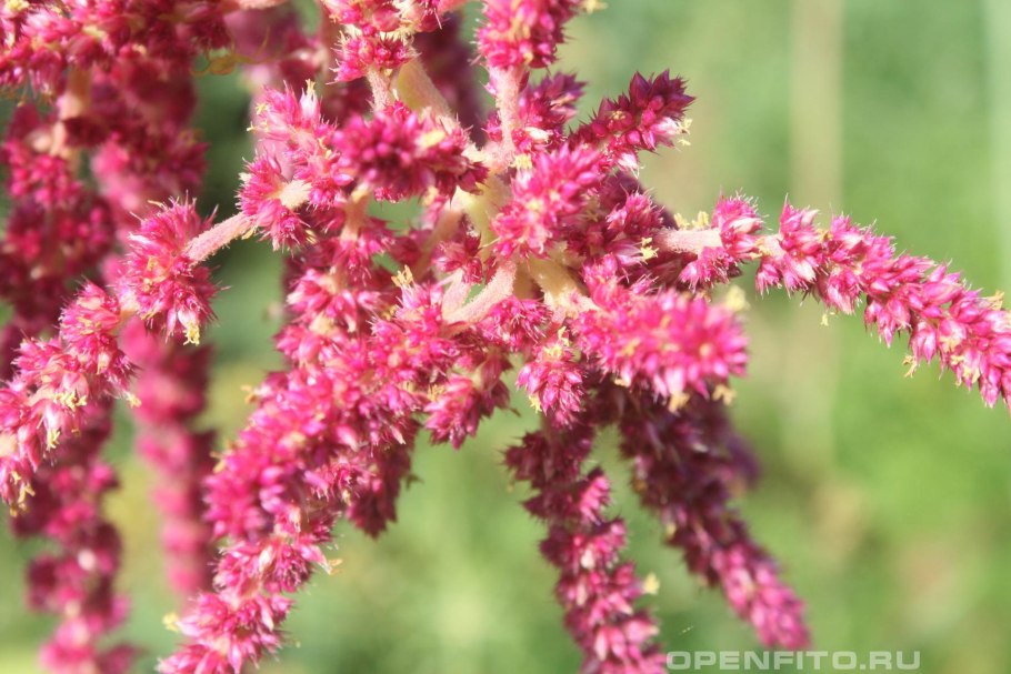 Амарант багряный