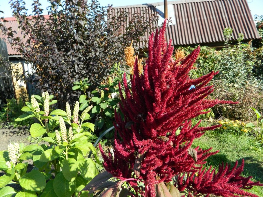 Амарант хвостатый (Love-Lies-Bleeding)