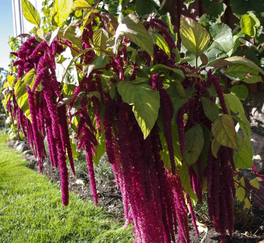 Здоровые детки Амарант экологический, 300 г