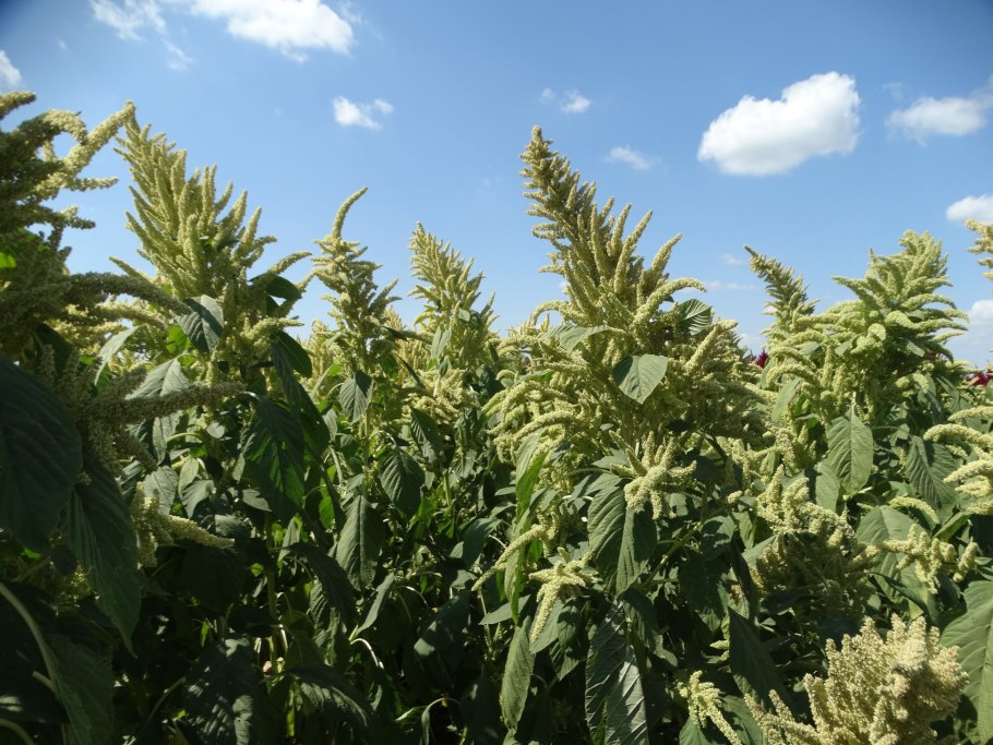 Амарант (Амарантус) стабилизированный