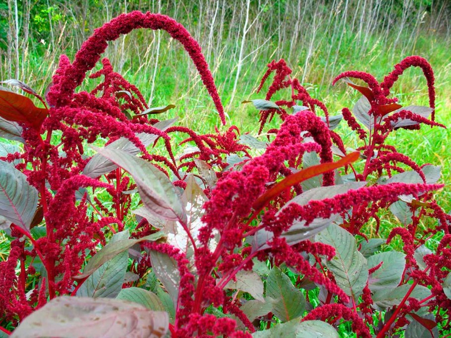 Amaranthus cruentus Амарант
