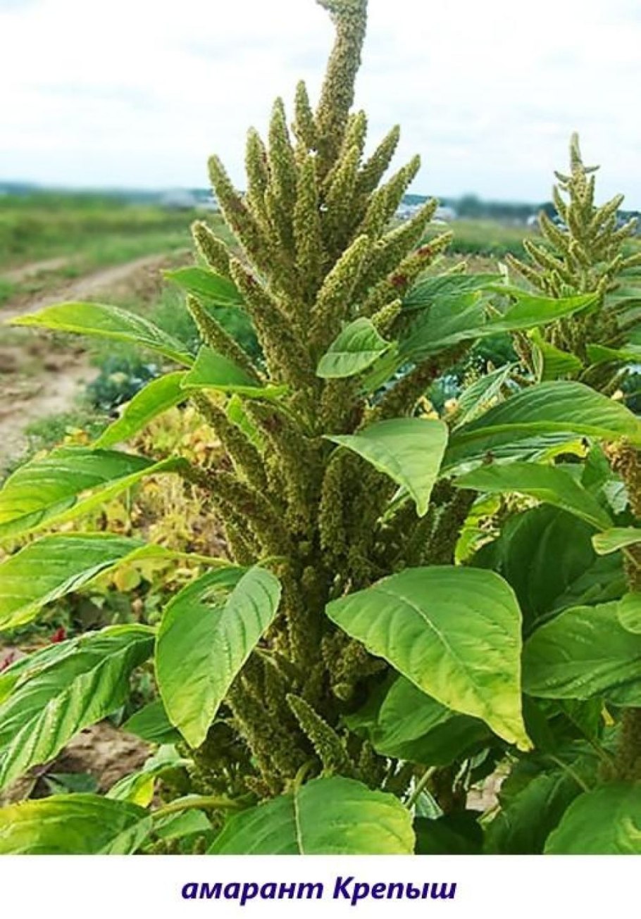 Амарант крепыш