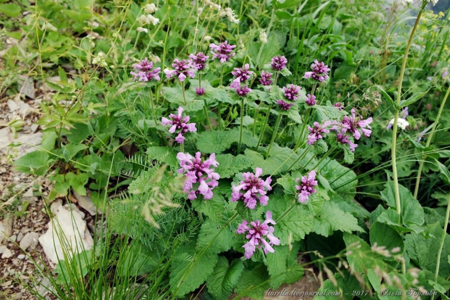 Чистец Лесной (Stachys sylvatica)