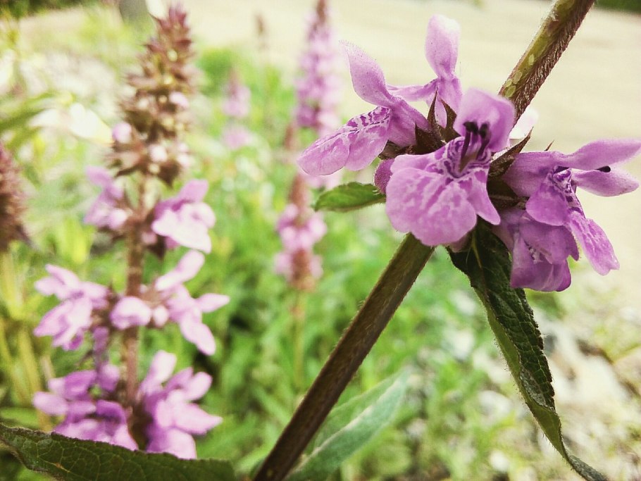 Чистец Лесной (Stachys sylvatica)