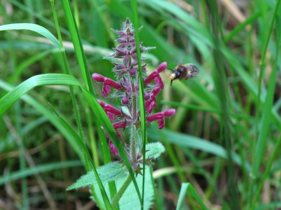 Stachys sylvatica