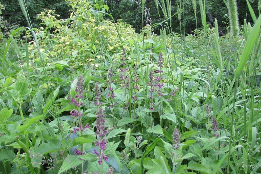 Чистец Лесной лечебные