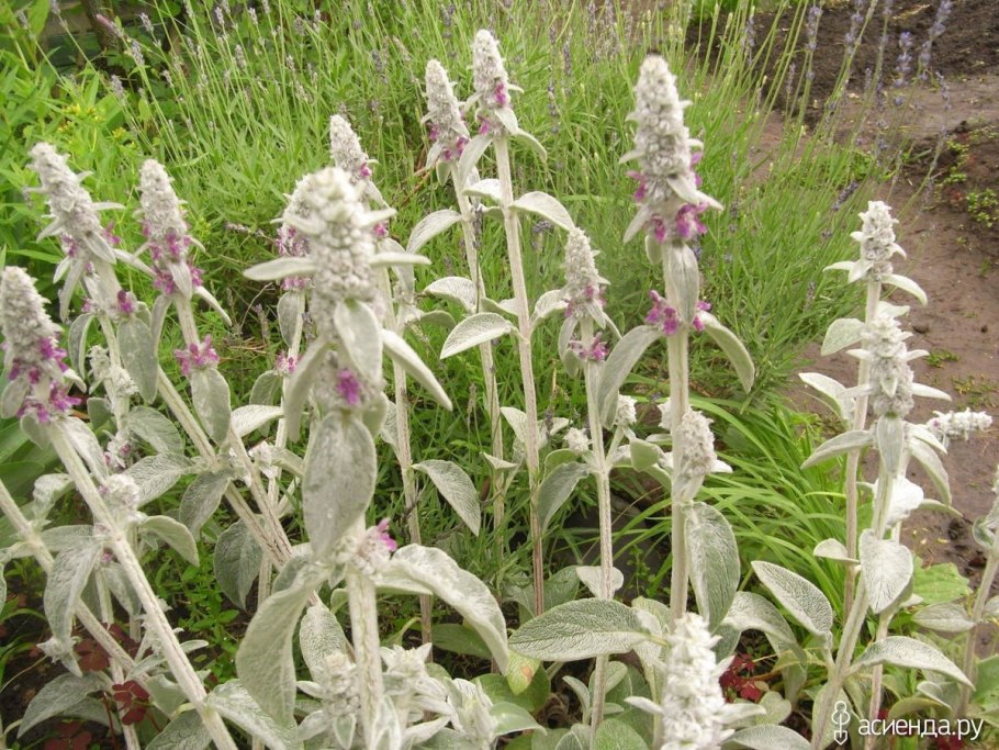 Стахис Stachys monieri Hummelo