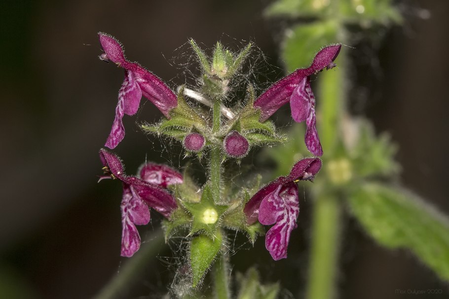 Stachys sylvatica