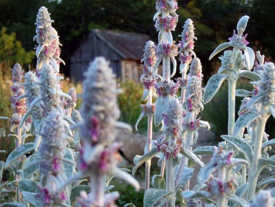 Чистец византийский стахис