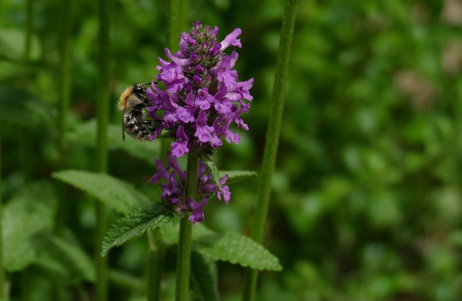 Буквица бетоника betonica officinalis