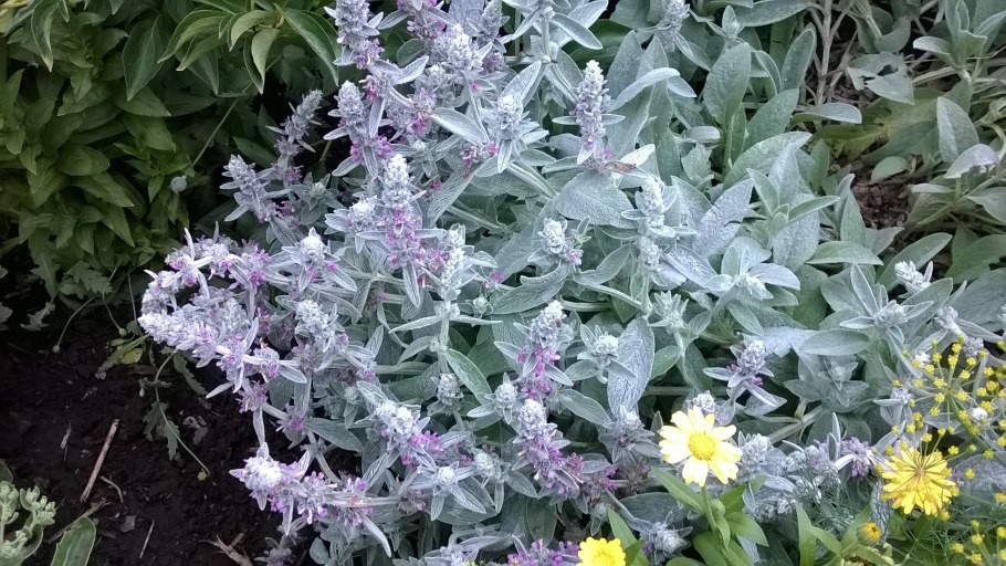 Stachys sylvatica