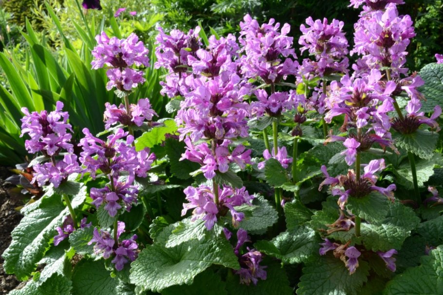 Стахис буквица чистец