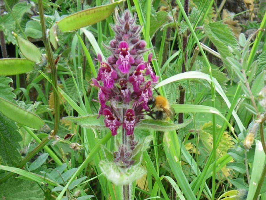 Чистец буквицецветный