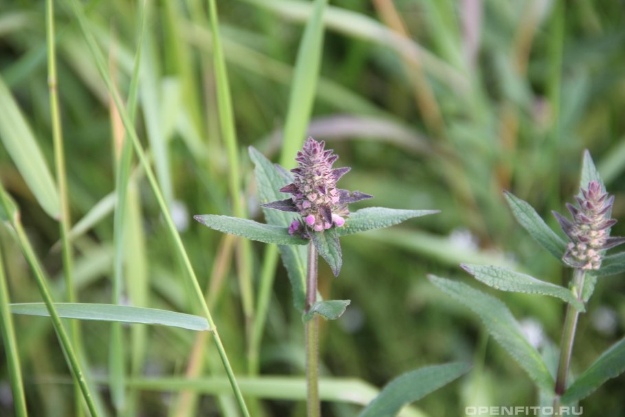 Чистец буквица