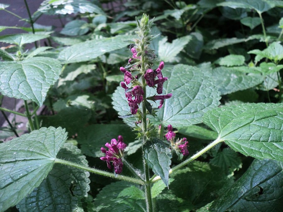 Чистец лесной трава лекарственная