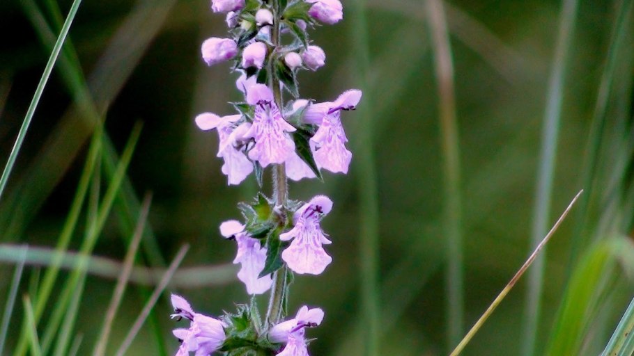 Чистец германский
