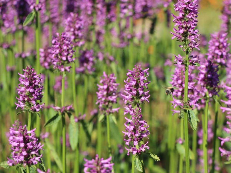 Буквица лекарственная betonica officinalis
