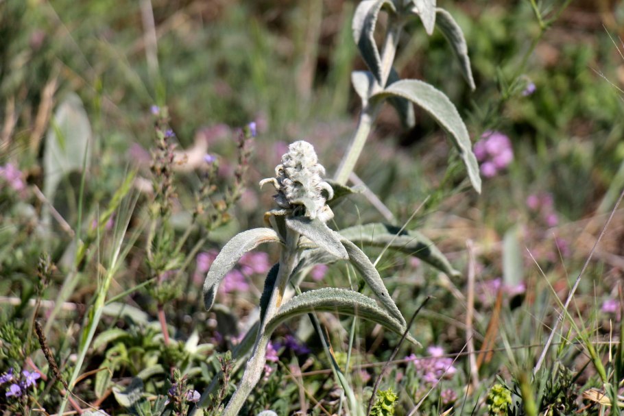 Чистец буквицецветный