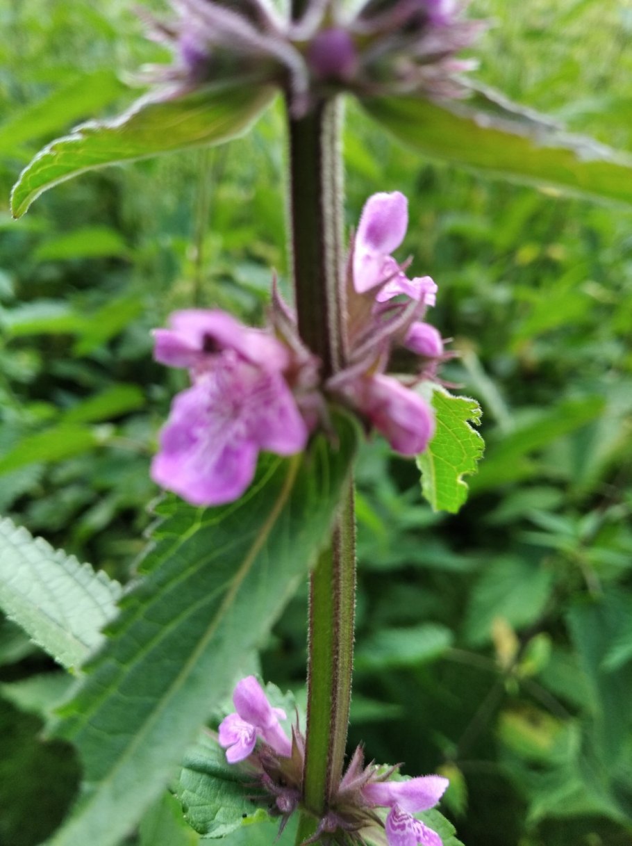Чистец Лесной и болотный