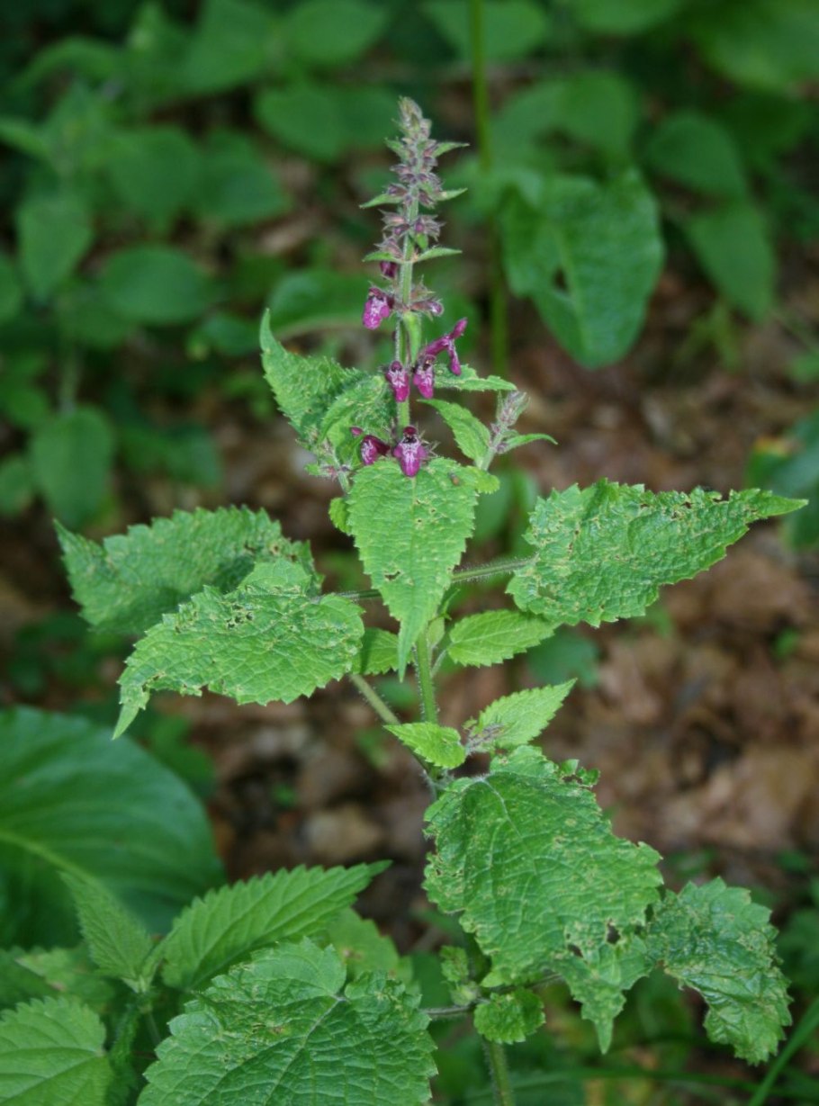 Stachys sylvatica