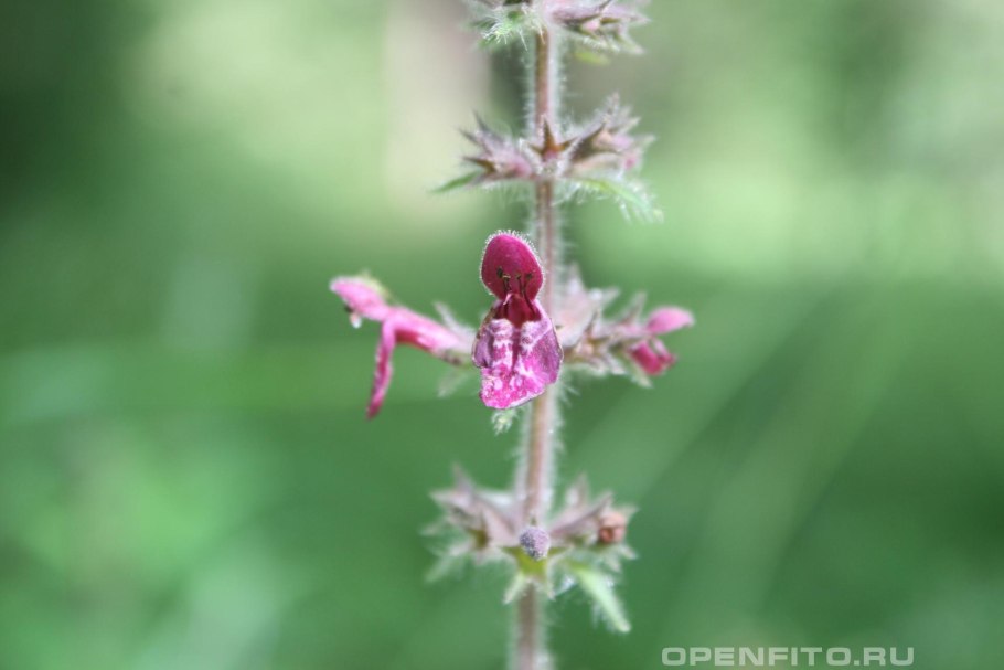 Растение чистец Лесной