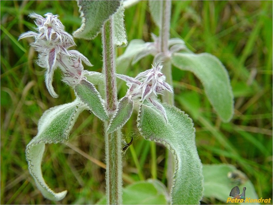 Stachys sylvatica