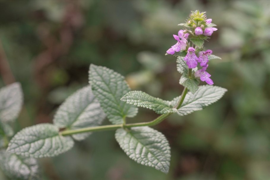 Буквица Бетоника Betonica officinalis