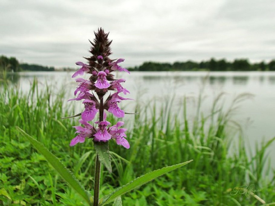 Stachys palustris