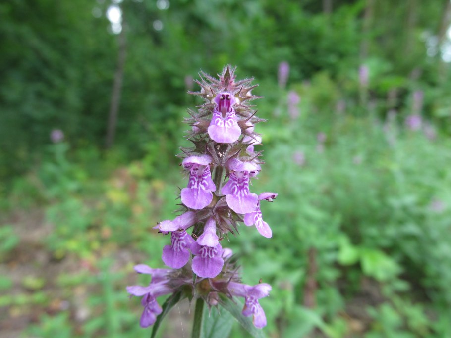 Чистец болотный