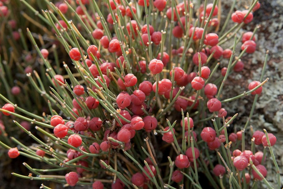 Эфедра Ephedra