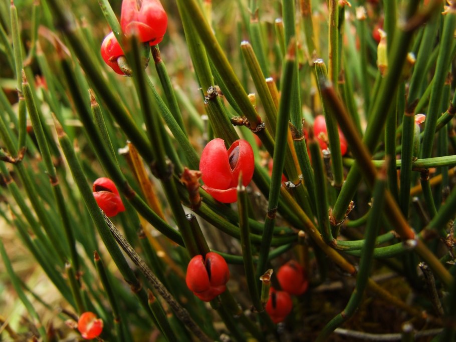 Эфедра хвойник