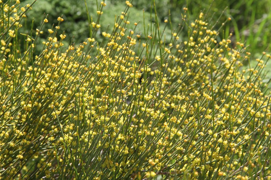 Хвойник двухколосковый Ephedra distachya